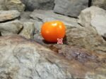 Moonglow Tomato Rare Tomatoes..