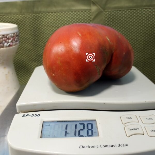 Moya Noire Tomato Giant Tomato