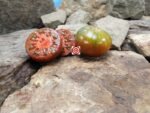Negrillo de Almoguera Bi Color Tomato.