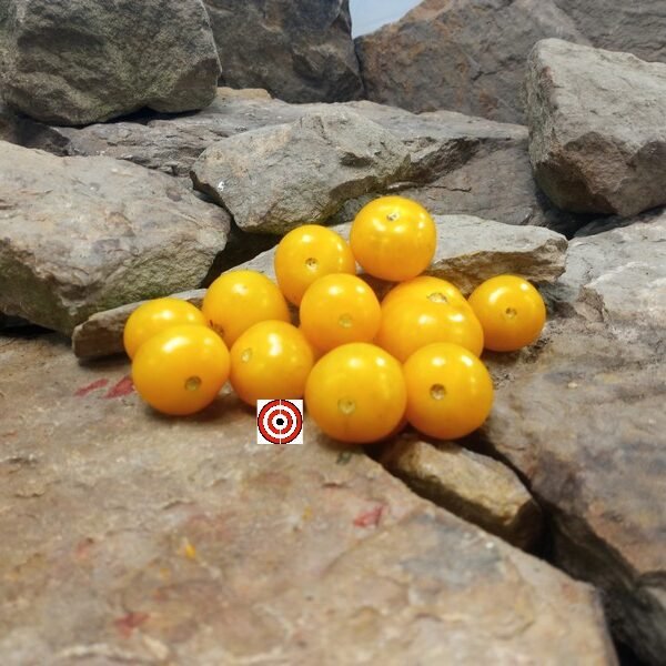 Nikolayev Yellow Cherry Tomato