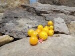 Orange Hat Micro Dwarf Tomato Seeds