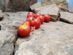 Oregon Eleven Tomato