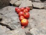 Oregon Eleven Tomato Cherry Tomato