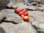Oregon Eleven Tomato Seeds