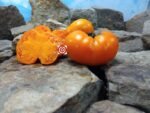 Orlov Yellow Giant Tomato