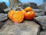 Orvols Yellow Giant Tomato Heirloom Tomato
