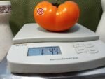 Orvol Yellow Giant Tomato Slicing Tomato