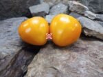 Pastel Orange Heart Tomato Oxheart Tomato.
