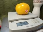 Pastel Orange Heart Tomato Yellow Tomato.