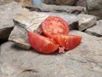 Patio Dwarf f3 Tomato