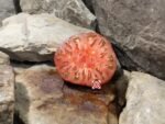 Peron Russet Tomato Black Beefsteak Tomatoes Black Tomatoes
