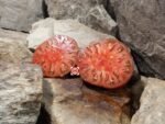Peron Russet Tomato Heirloom Tomatoes. Black Tomatoes