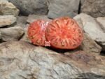 Peron Russet Tomato Rare Tomatoes. Black Tomatoes