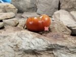 Peron Russet Tomato Seeds. Black Tomatoes