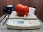 Piombino Italian Heirloom Tomato Giant Tomato