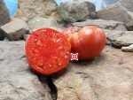 Piombino Italian Heirloom Tomato Red Tomato