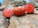 Piombino Italian Heirloom Tomato Seeds