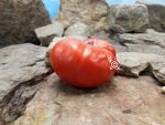Piombino Italian Heirloom Tomato Slicing Tomato