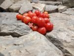 Punta Banda Tomato Cherry Tomatoes