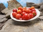 Punta Banda Tomato Long Keeper Tomatoes