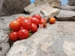 Punta Banda Tomato Red Tomatoes