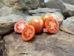 Ramellet San Lurens Tomato Heirloom Tomatoes
