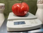 Red Giant from Vienna Tomato Heirloom Tomato