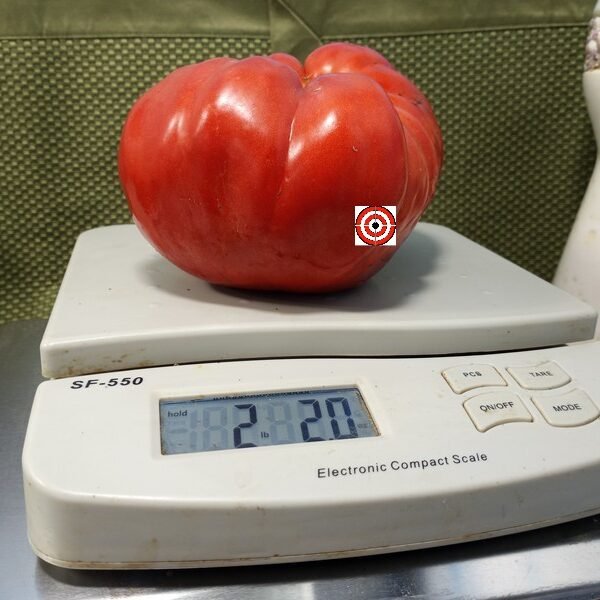 Red Giant from Vienna Tomato Heirloom Tomato