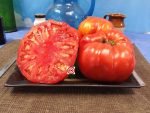 Red Giant from Vienna Tomato Seeds