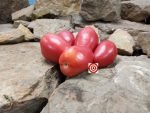 Rote Zora Tomato