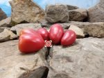 Rote Zora Tomato Seeds