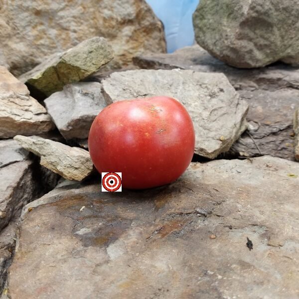 Rowan County Rambling Hog Heart Tomato Seeds