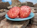 Royal Oak Red Tomato Heirloom Tomato
