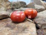 Royal Oak Red Tomato Seeds
