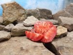 Ruby Red Tomato