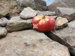 Ruby Red Tomato Red Tomato