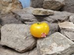 Rumi Banjan Tomato Slicing Tomato