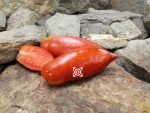 Sabelka Tomato Elongated Tomato