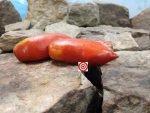 Sabelka Tomato Heirloom Tomato