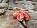 Sacharnaja Silva Malinovaja Tomato - Image 2