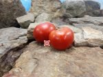 Saint Pierre Tomato Seeds