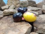 Sart Roloise Tomato Bi Color Tomatoes
