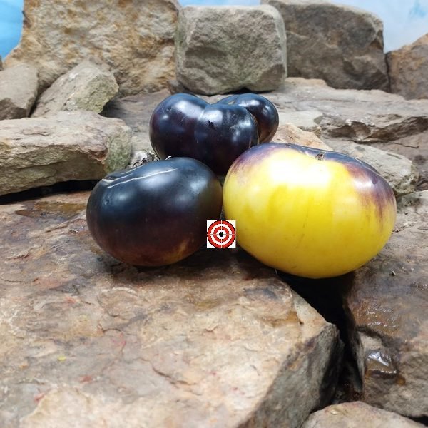 Sart Roloise Tomato Bi Color Tomatoes