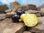 Sart Roloise Tomato Tomato Antho Tomatoes