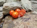 Sebastopol Tomato Cherry Tomato
