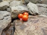 Sebastopol Tomato Heirloom Tomato