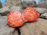 Serdste Buivola Tomato Heirloom Tomato