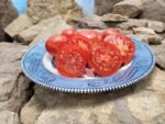 Silbertanne Tomato