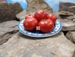 Silbertanne Tomato Red Tomato