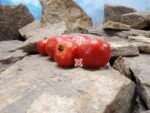 Silbertanne Tomato Seeds